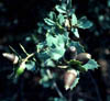 Quercustur3362