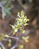 Quercustur4101