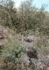 Quercustur4102