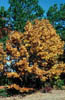 Quercusvel2982