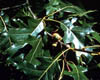 Quercusvel4177