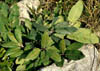 Quercusvir3024