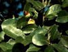 Quercusvir3212