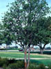 Quercusvir3597
