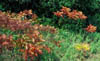 Rhuscopall1454
