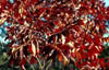 Rhuscopall2734