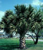 Sabalmexic4982