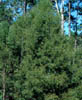 Salixnigra2033