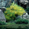 Salixnigra4218