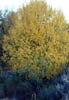 Salixtaxif6553