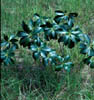 Symplocust1553