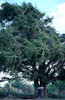 Taxodiummu2389