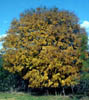 Ulmuscrass2212