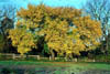 Ulmusrubra6564