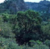 Vauquelina3062