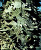 Zanthoxych3702