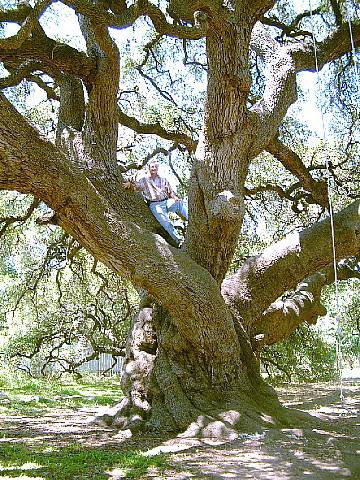 National Champion Texas Live Oak, Rio Frio, Real County, Texas