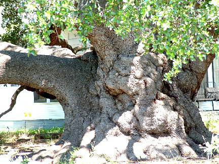 National Champion Texas Live Oak, Rio Frio, Real County, Texas