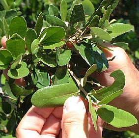 National Champion Texas Live Oak, Rio Frio, Real County, Texas