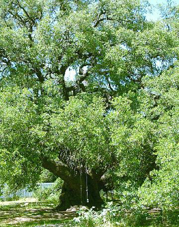 National Champion Texas Live Oak, Rio Frio, Real County, Texas