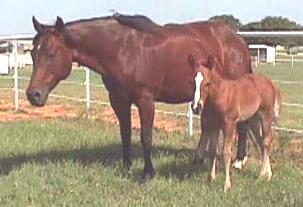 Dox Cow Smart and Dual Pep colt