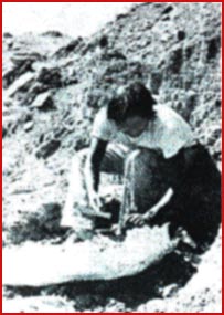 wpeD.jpg (36060 bytes)