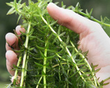 Photo of hydrilla.