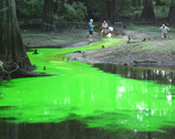 Photo of green dye in water of Ames sinkhole.