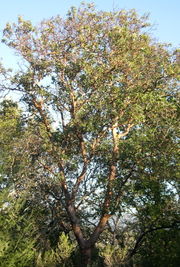 Mature Pacific Madrone, Sonoma County; tree about 25 m tall