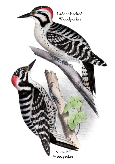 Ladder-backed Woodpecker , Picoides scalaris (upper), and Nuttall's Woodpecker, Picoides nuttallii (lower), hand-colored lithograph