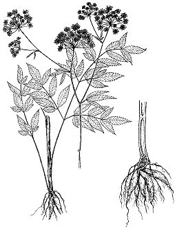 Cicuta douglasii (Western water hemlock)