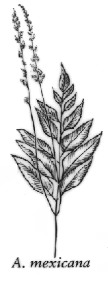 Anemia mexicana