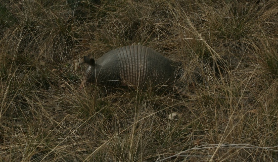 Armadillo