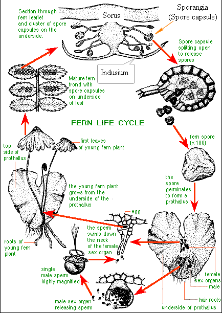 Fern Life Cycle at WikiPedia