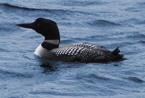Common Loon © torontohiking.com