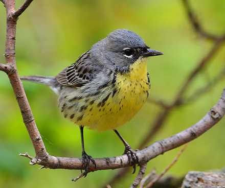 Kirtlands Warbler: Copyright © 2000-2010 by James Ownby