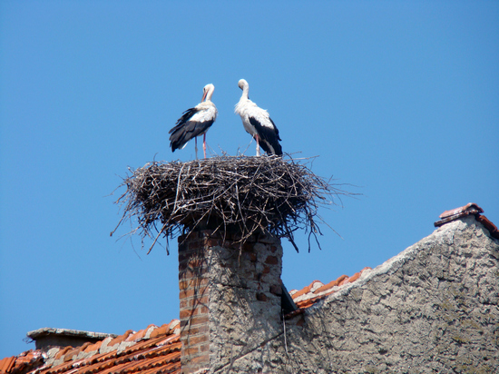 Stork and nest on chimney
