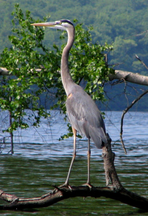 Great Blue Heron