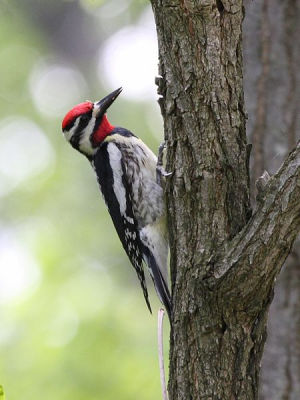 Male Yellow-bellied Sapsucker