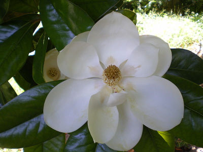 Southern Magnolia