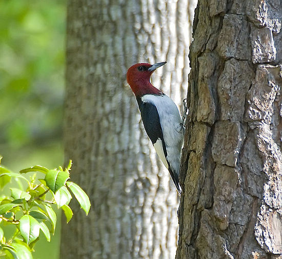 Red-headed_Woodpecker