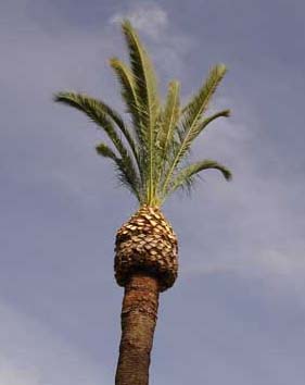 Butchered palm tree