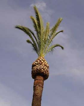 Butchered palm tree Butchered palm tree