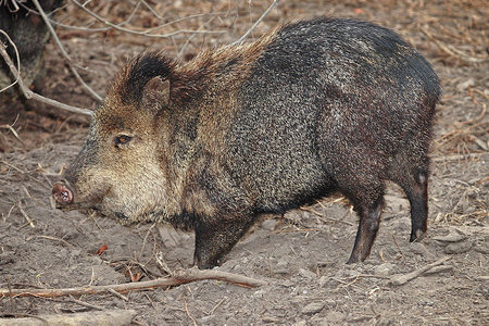 Javelina