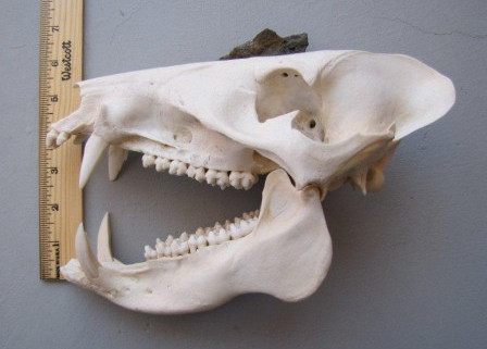 Javelina Skull Javelina Skull