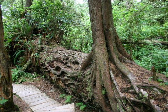 Nurser Log at Schooner_Trail