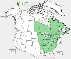 Range of Osmunda claytoniana, the Interrupted fern