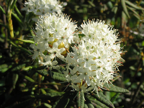 Flower truss of Rhododendron groenlandicum