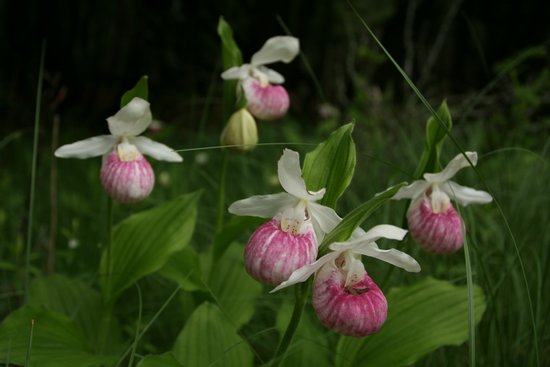 Showy Lady's-slipper - Cypripedium reginae