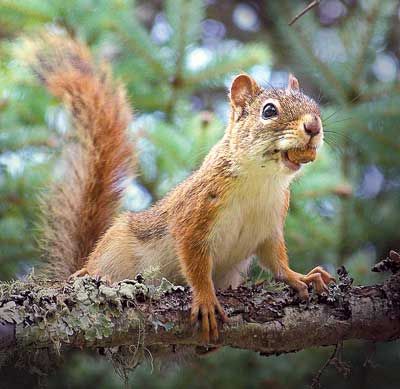 Red Squirrel photo by Photo by Dave Brislance